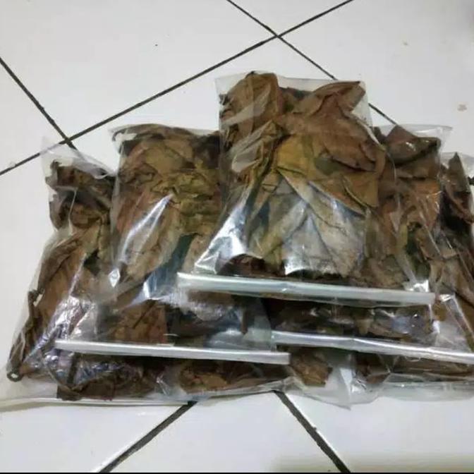 

TERBARU DAUN KETAPANG KERING