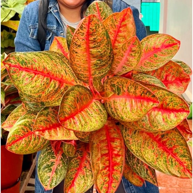 Aglonema Ken Dedes - Tanaman hias aglaonema Ken Dedes - tanaman hias hidup - bunga hidup - bunga agl