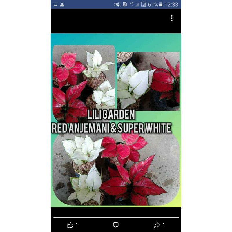 bibit aglonema merah dan putih aglonema red anja dan super whait