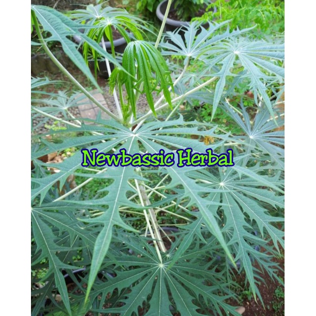 

daun betadine daun yodium segar alami herbal