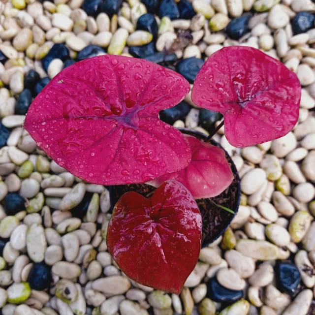 Caladium Red dragon