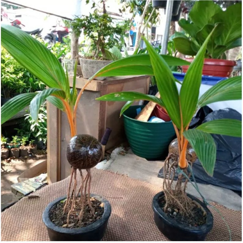 BONKLA BONSAI KELAPA MINI kelapa gading bahan bonsai kelapa Gading mini