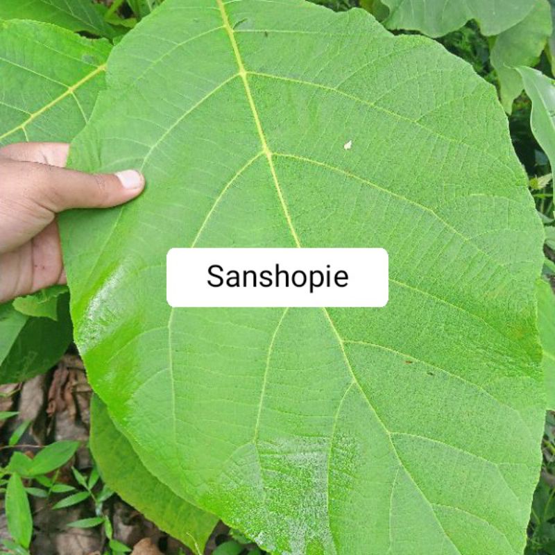 

Daun Pohon Jati Segar Asli 1 kg