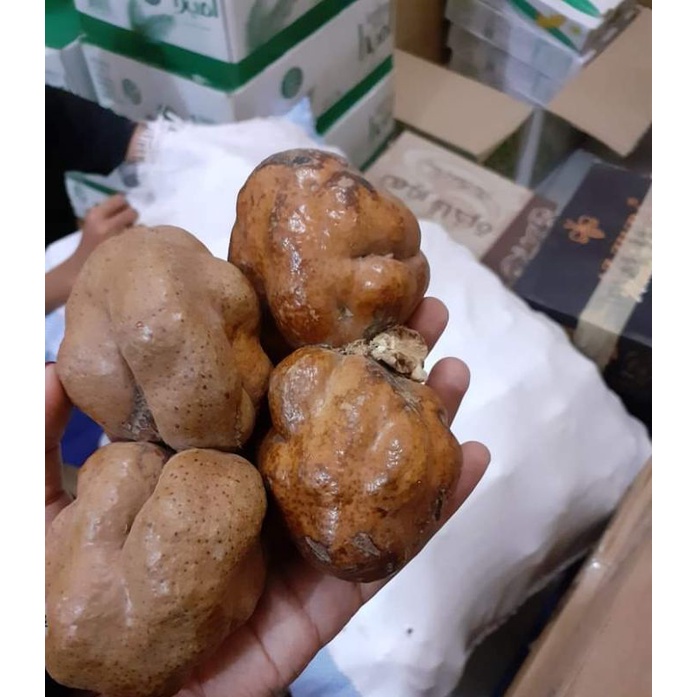 

BUAH ZURIAT | DOUM BUAH KESUBURAN PASUTRI