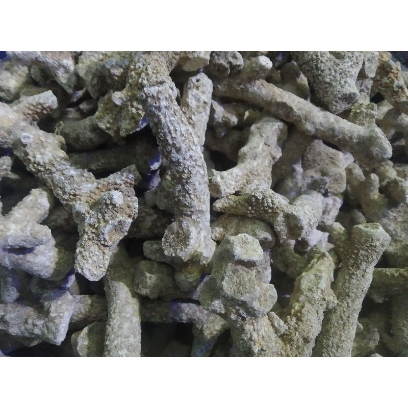 Karang jahe / karang jahe / batu karang jahe / batu karang jahe 1/2KG