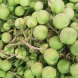

Takokak Rimbang