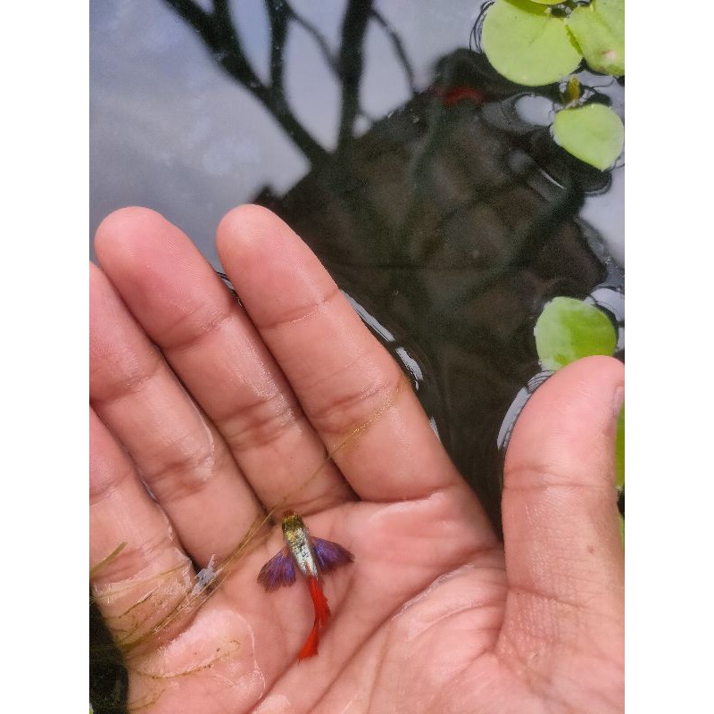 Ikan Hias Guppy PRTDE Platinum red tail Dumbo ear