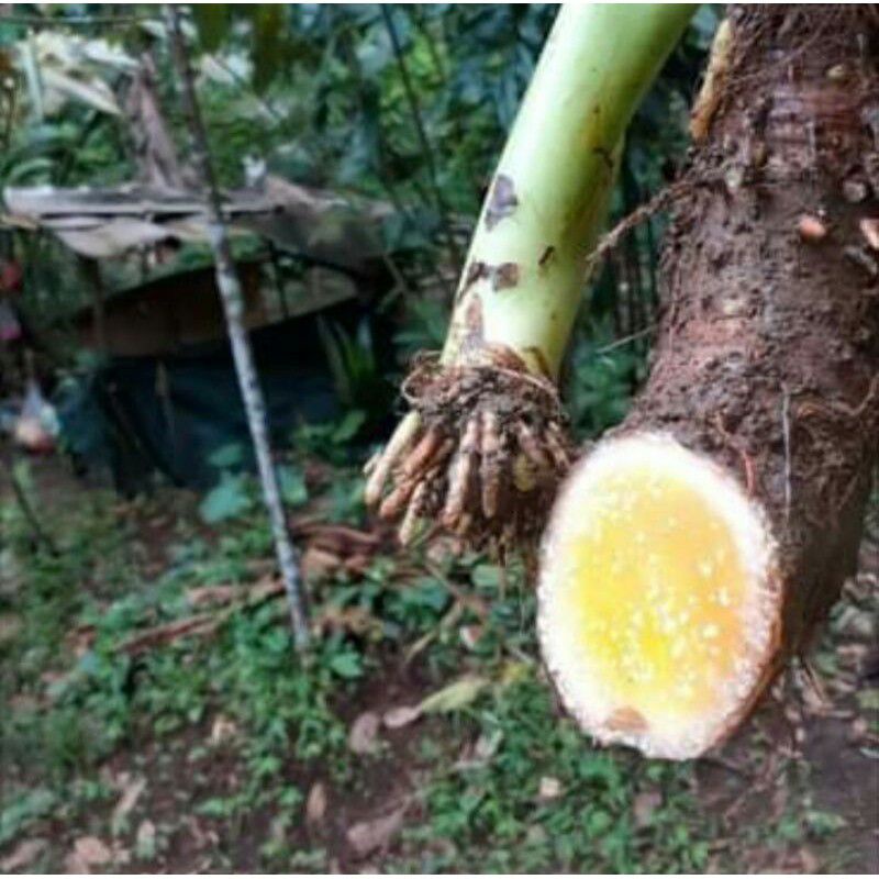 BIBIT TALAS BENENG JUMBO  varietas unggul -