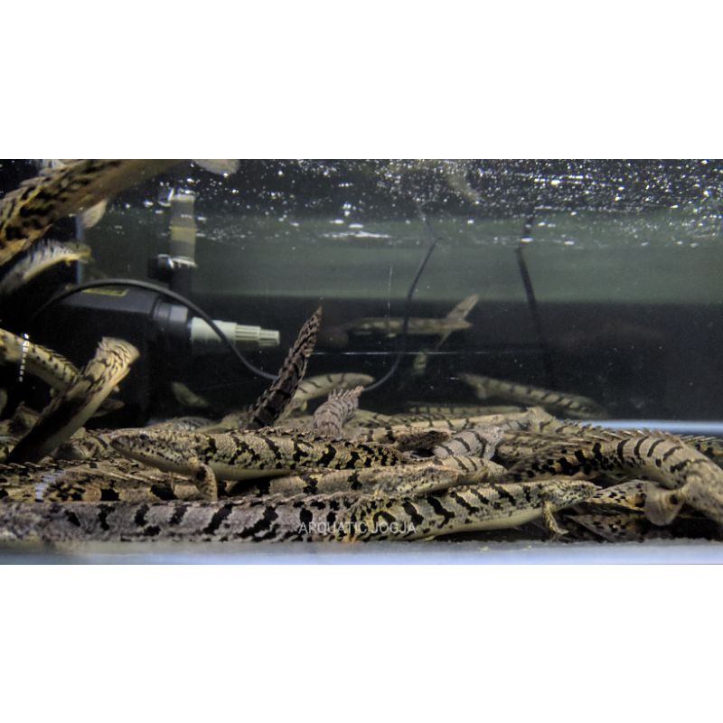 PALMAS DELHEZY GOOD MARKING 10-14cm