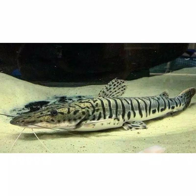 ikan tsn Tiger catfish