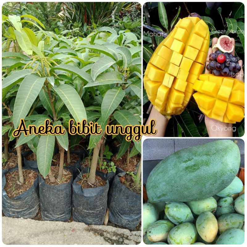 BIBIT MANGGA MAHATIR 1 meter Aneka Bibit Unggul Nirwana