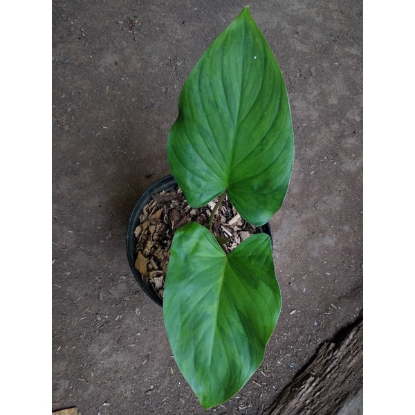 homalomena variegata