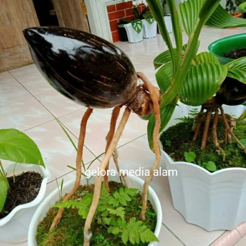 bahan tanaman  bonsay kelapa hijau minion super
