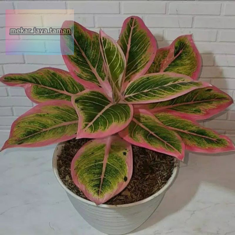 Aglaonema LOTUS delight