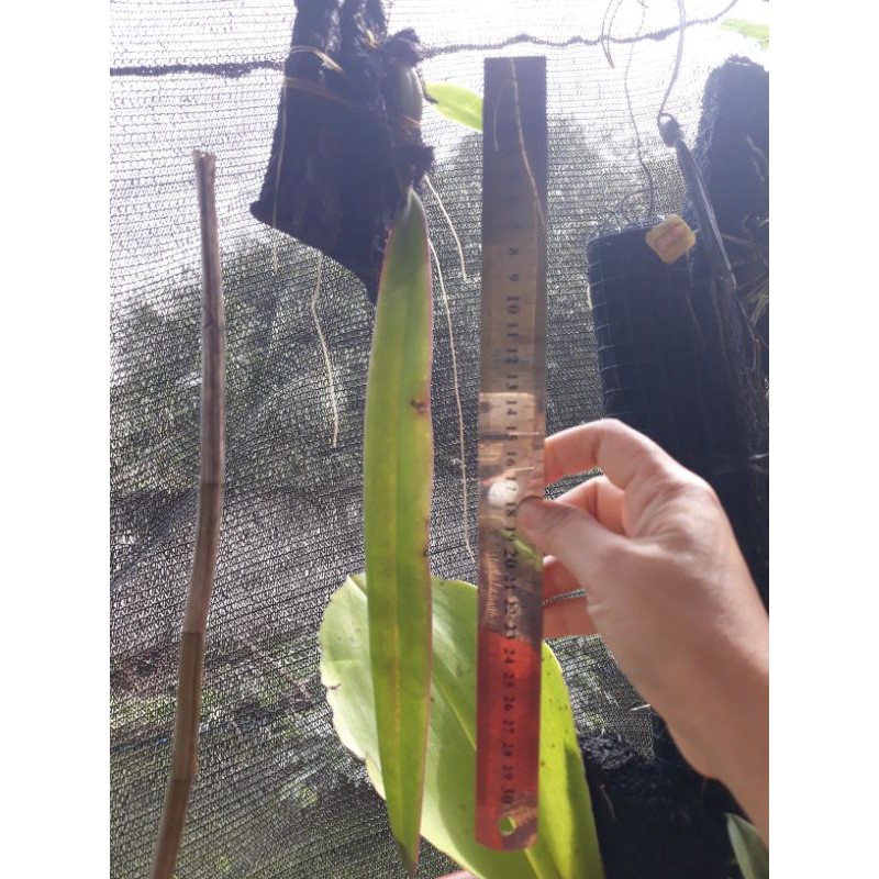 ANGGREK DASI (BULBOPHYLLUM PHALAENOPSIS)