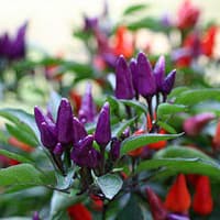 Benih / Bibit / Biji - Cabe Purple Candle Pepper Seeds - IMPORT