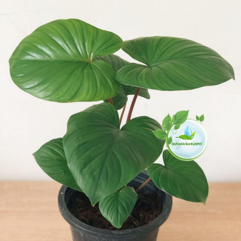 tanaman homalomena rubescens-tanaman hias homalomena