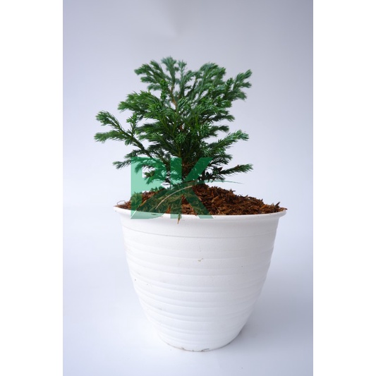 Tanaman Cemara Perak Biru (Juniperus Squamata) Blue Star- BAKUL KEMBANG