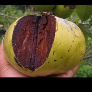 bibit buah black sapote