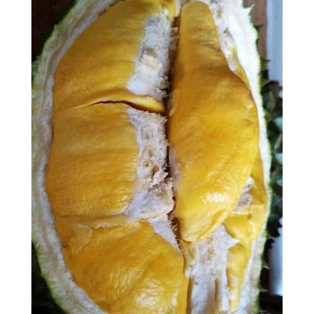 

Durian Montong & bawor