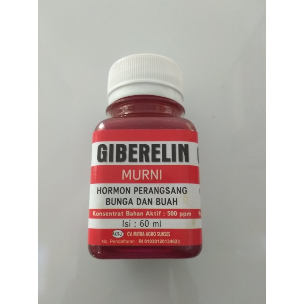 GIBERELIN