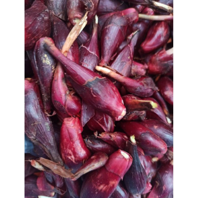 

Bawang Dayak Asli Kalimantan Tengah