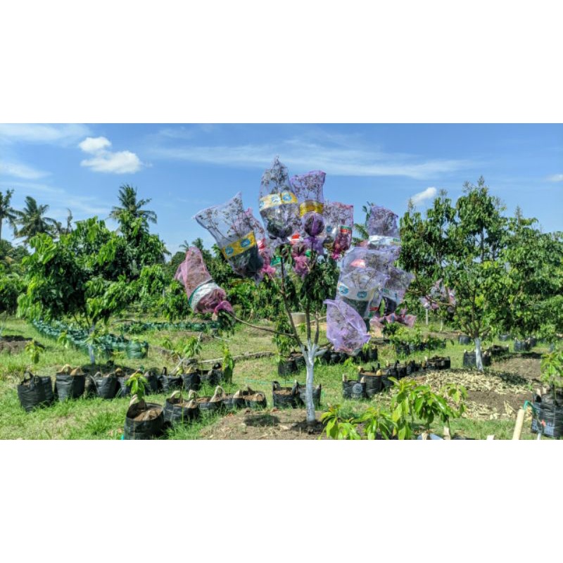 Entress/Cutting Fresh Kelengkeng New Kristal 2 | Original Super