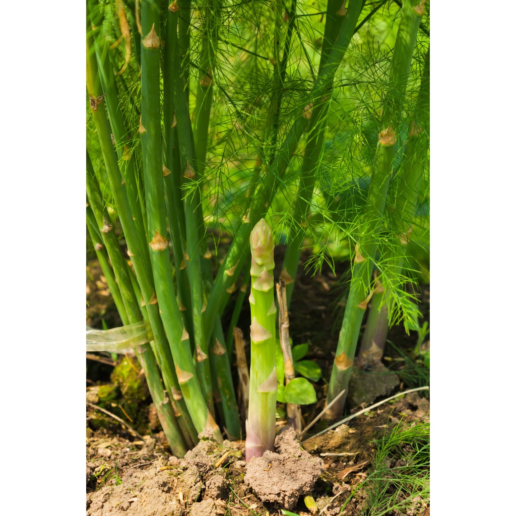 2 Bibit Asparagus Sayur F1 Mary Washington Benih Sayuran Import Super Siap Tanam Unggul Berkualitas-2