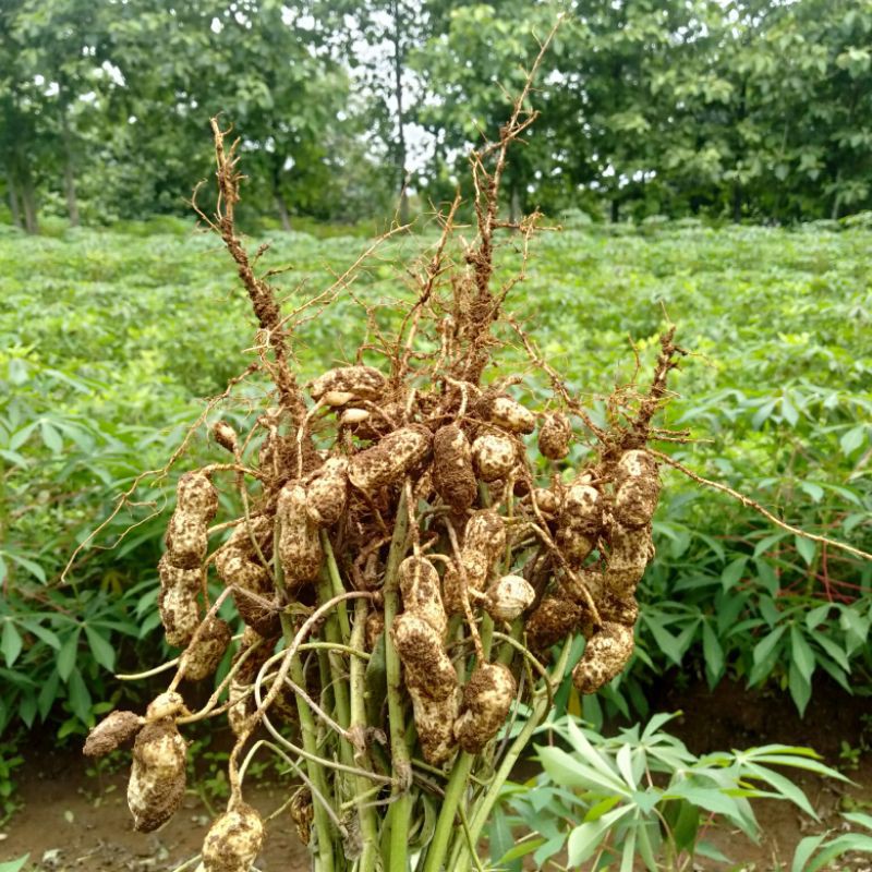 

kacang tanah