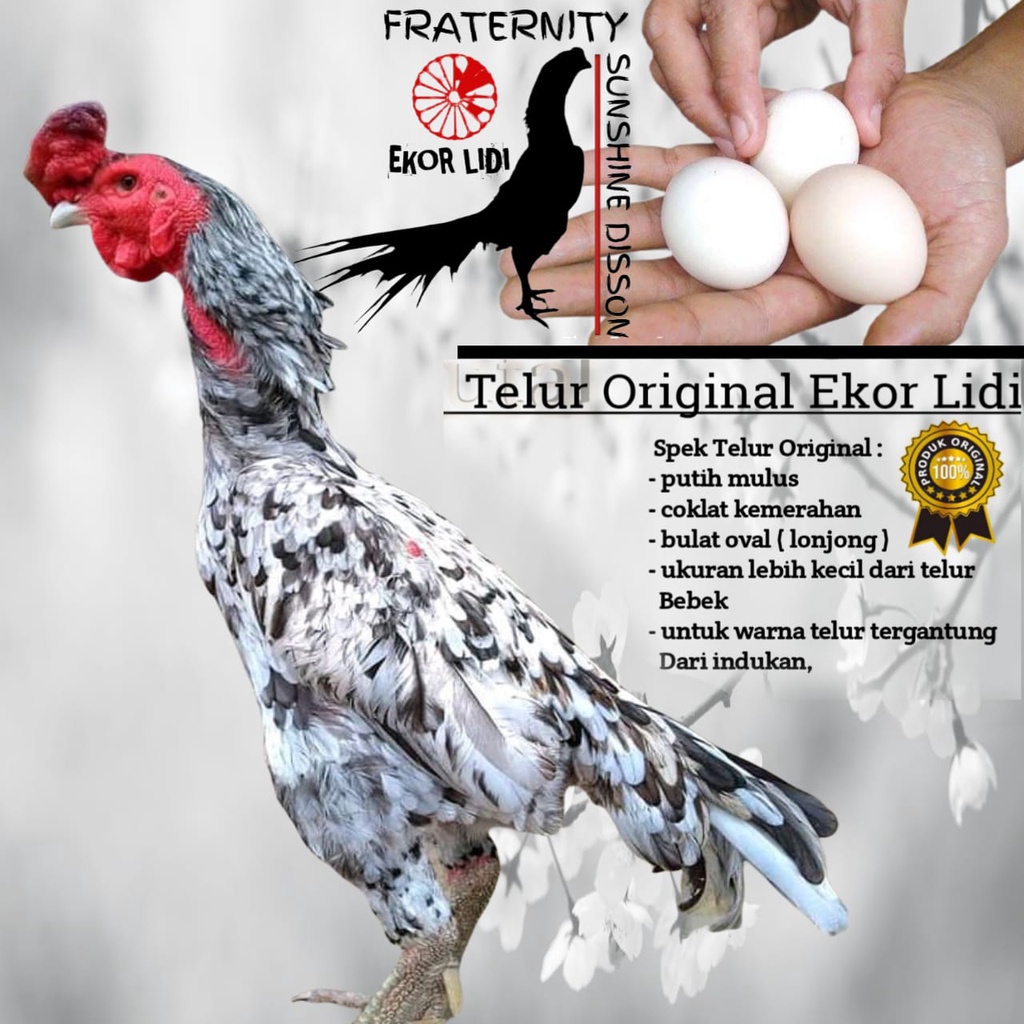 Ayam Bangkok Ekor lidi Original Malaya Superr A111