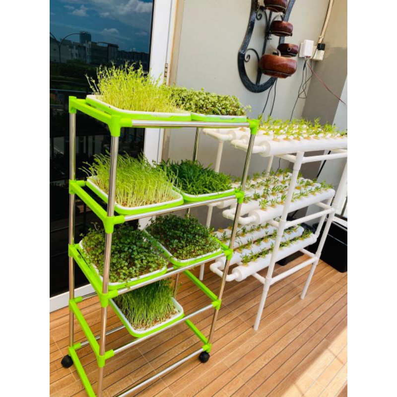 

microgreen bibit sayuran