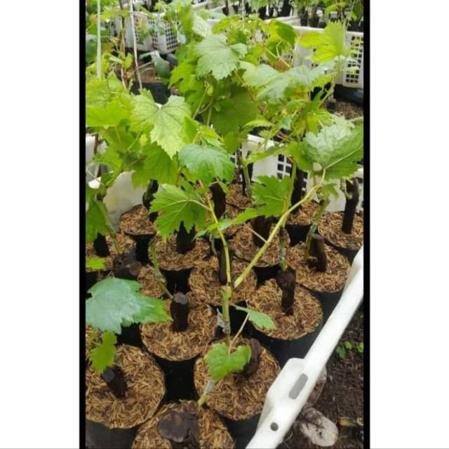 Bibit Anggur CABALLERO Grafting Import