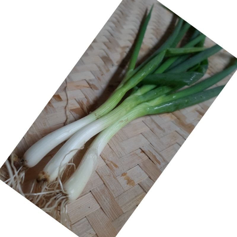 

Bawang Daun/ Bawang Daun Gembung (250gr)