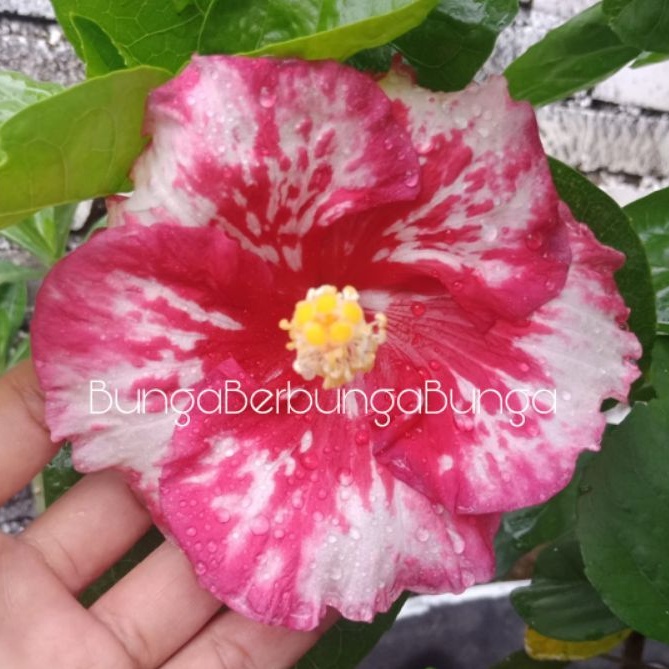bibit bunga sepatu hibiscus bangkok red mosaic