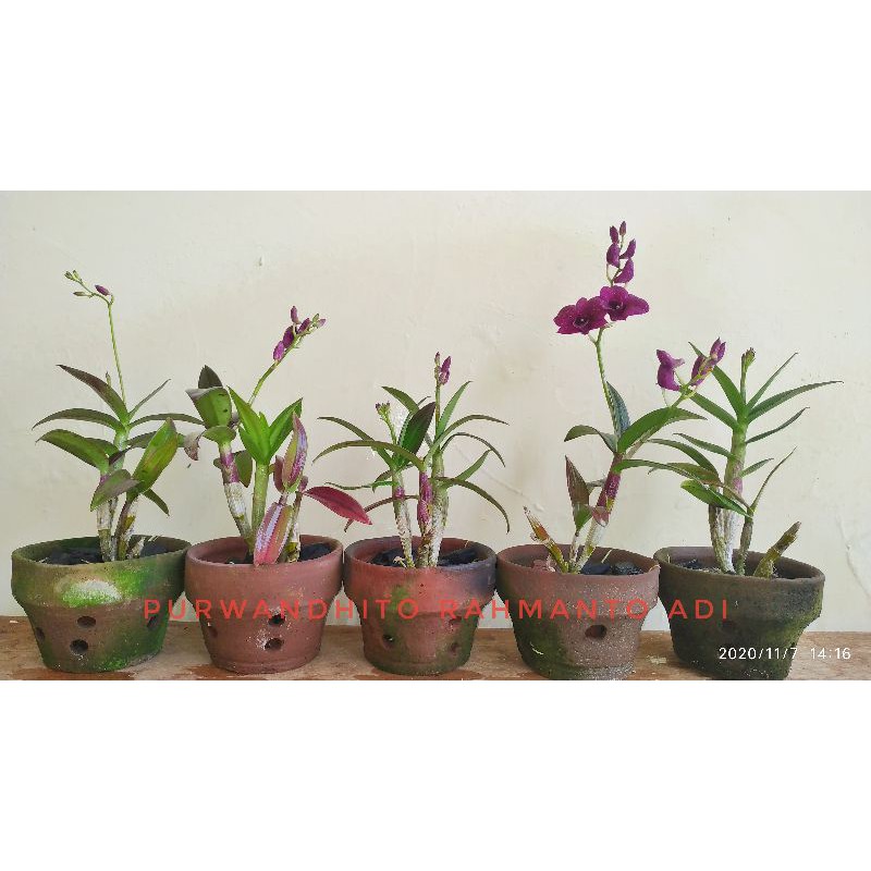 Promo Dendro Mangosteen Knop Berbunga