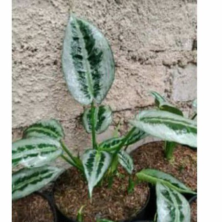 homalomena silver
