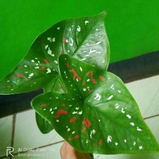 promo tanaman hias keladi treecolor - keladi hijau merah putih