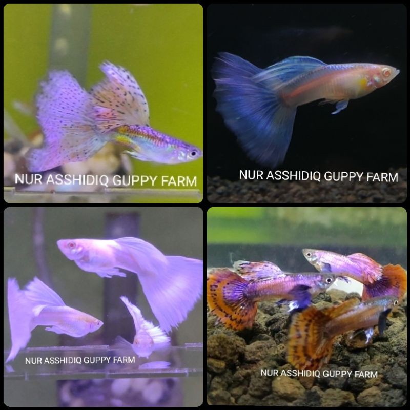 

guppy paket isi 4 jenis ( kode 2 )