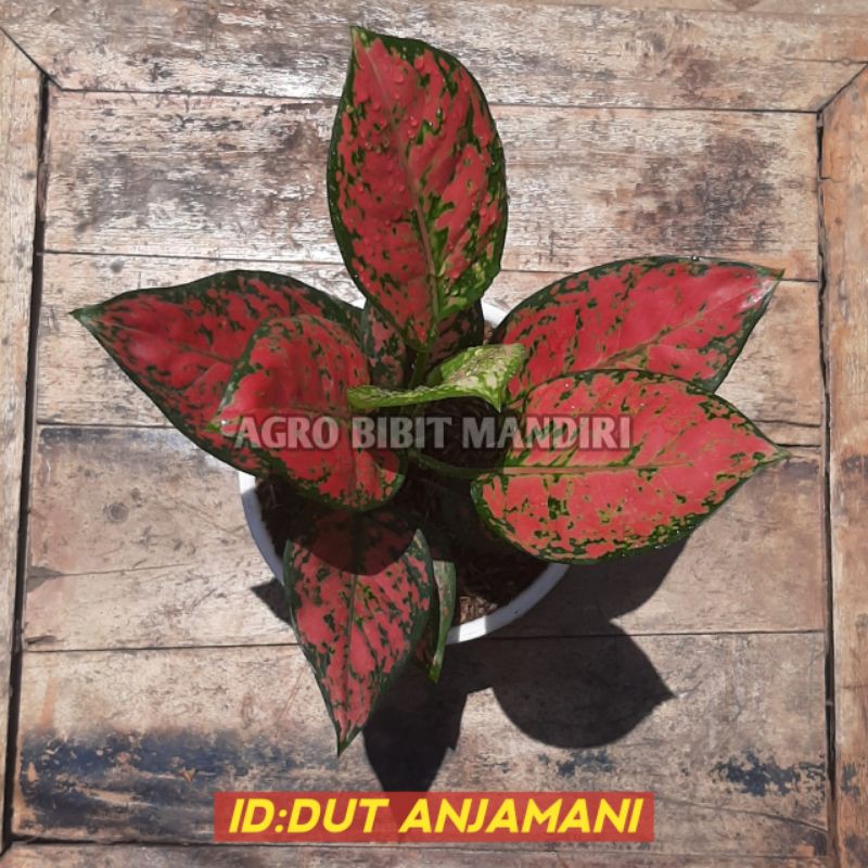 AGLONEMA DUT ANJAMANI REMAJA