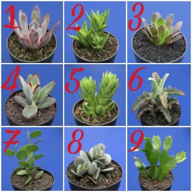 Kaktus dan sukulen lokal GRATIS POT