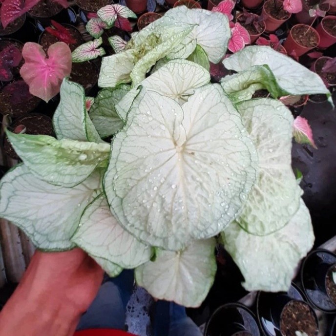 umbi keladi caladium white jaguar