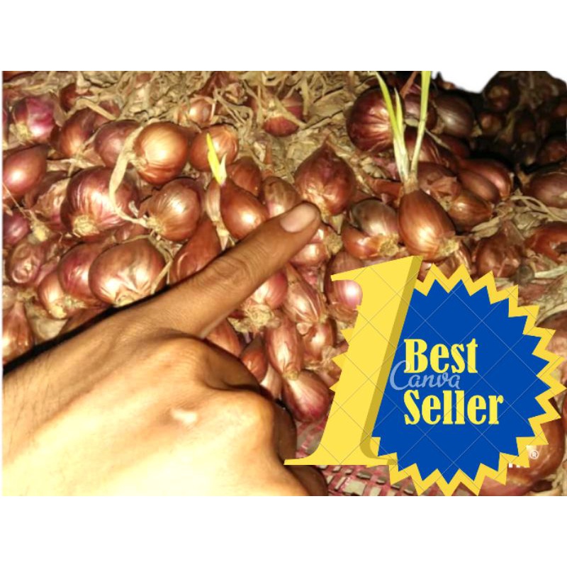 bibit bawang merah brebes  jenis BIMA 1Kg