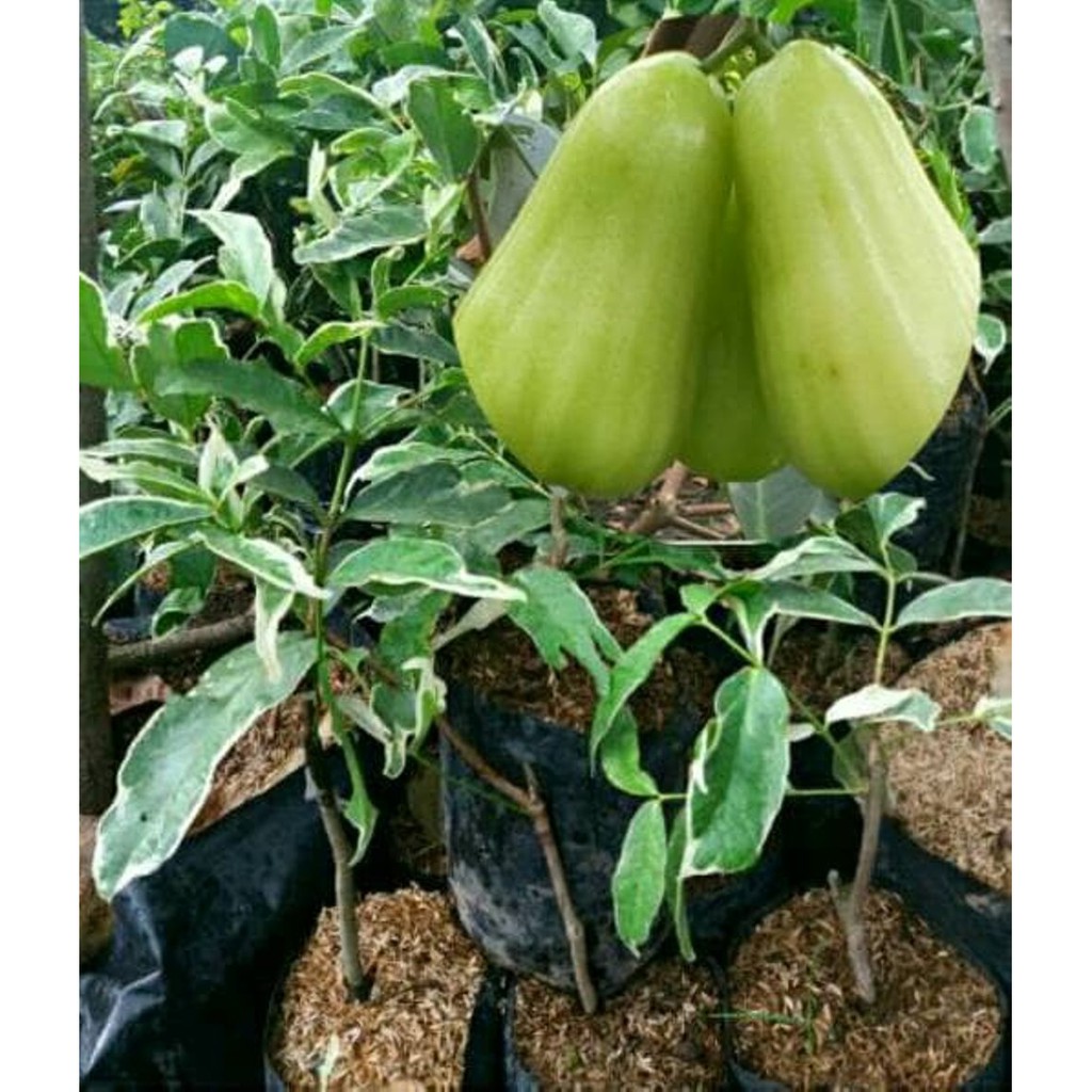 Jual Bibit Tanaman Jambu Air Madu Deli Jambu Madu Deli Indonesia Shopee Indonesia