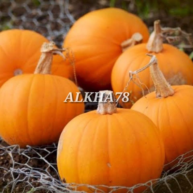 benih labu / waloh jepang / waloh kuning super