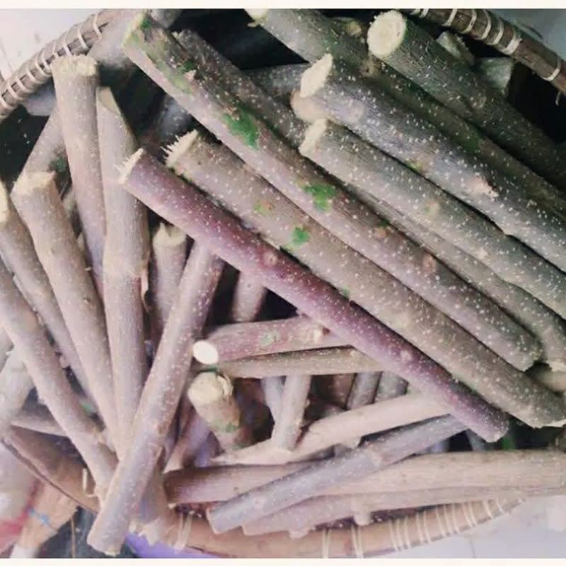 

bibit stek pohon gamal Hasil Kebun Sendiri