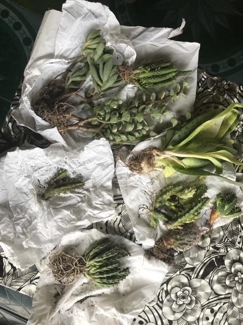 Sekulen Huernia Varigata