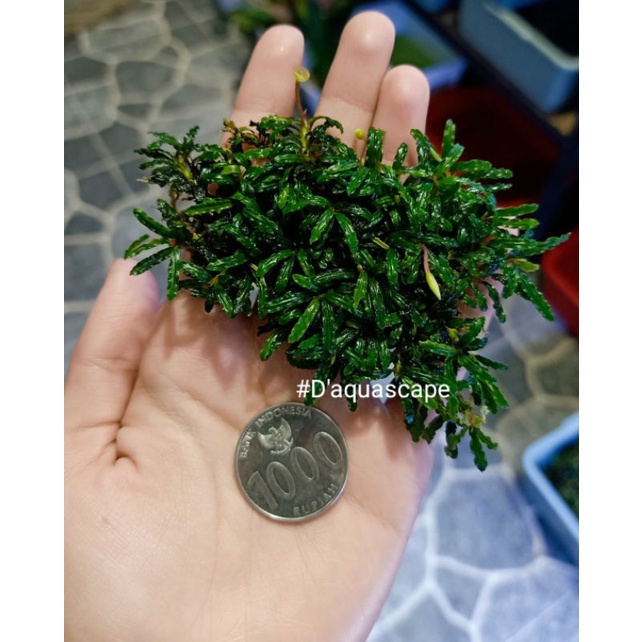 Buce Catrine Mini micro