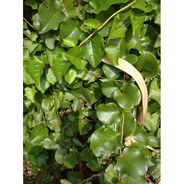 

Daun Piahong Winahong Binahong petik segar