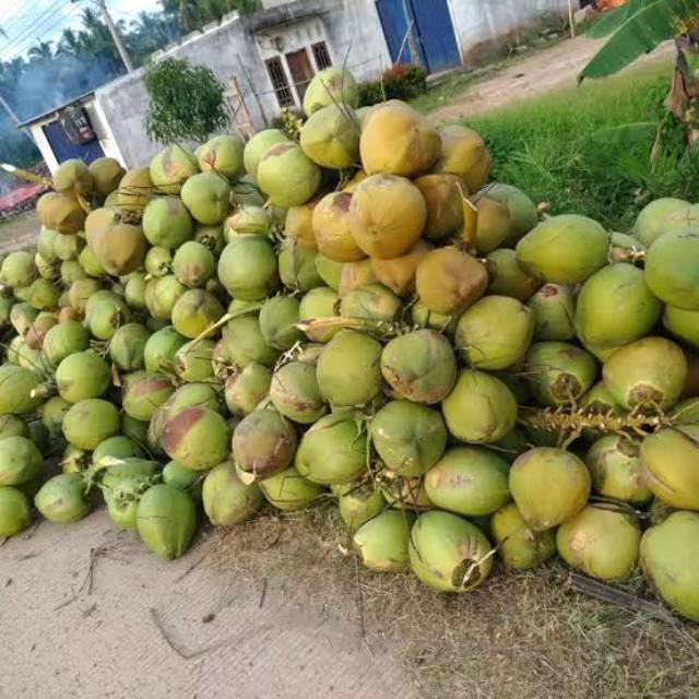 

Kelapa muda