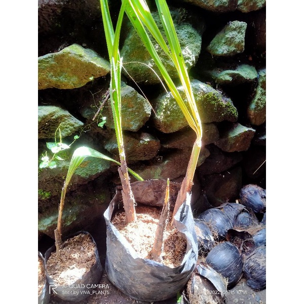 bibit Siwalan berdaun